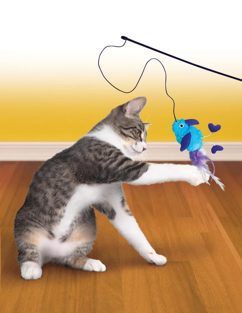 Kong Active Feather Teaser Assorti 4 Kong Active Feather Teaser Assorti - Afbeelding 4