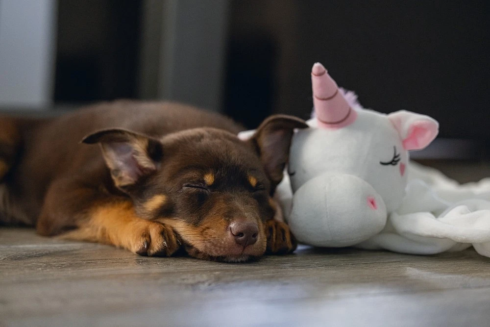 Beeztees Puppy Knuffeldoek Unicorn M 4 Beeztees Puppy Knuffeldoek Unicorn M - Afbeelding 4