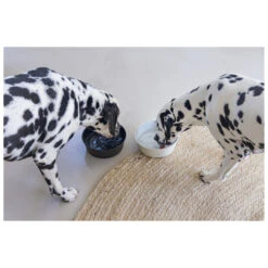 Designed By Lotte Voerbak Vive Zwart -Beeztees Winkel 0653978 3