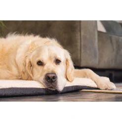 Beeztees Orthopedisch Benchkussen Ito Beige -Beeztees Winkel 0707322 3