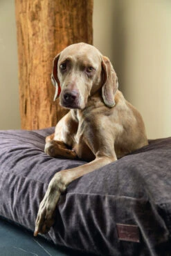 Designed By Lotte Hondenkussen Unnay Bruin -Beeztees Winkel 0716075 sfeer1