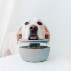 District 70 Treat Jar Ice Blue -Beeztees Winkel 2J8A7537 1