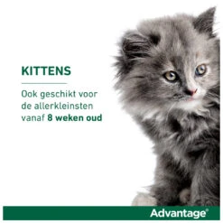 Advantage Kat 40 4 Pipetten -Beeztees Winkel 4007221047407 2
