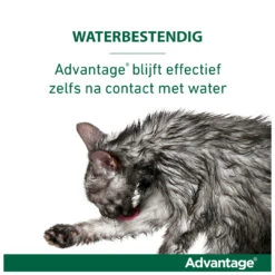 Advantage Kat 80 4 Pipetten -Beeztees Winkel 4007221047421 2