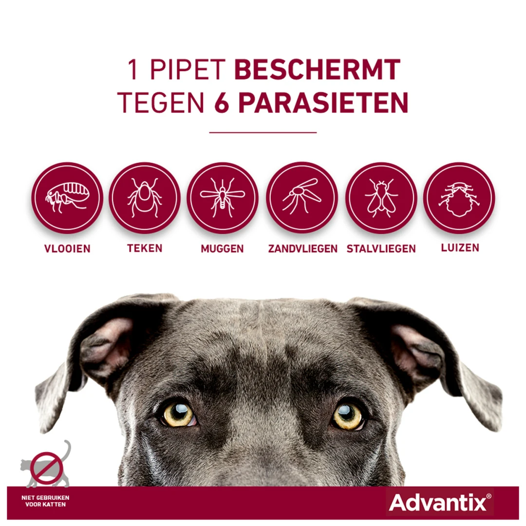 Advantix 100 6 Pipetten 2 Advantix 100 6 Pipetten - Afbeelding 2