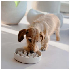 District 70 Slow Feeder Merengue -Beeztees Winkel 8717202618118 1