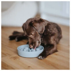 District 70 Slow Feeder Ice Blue -Beeztees Winkel 8717202618125 1