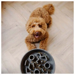 District 70 Slow Feeder Grey -Beeztees Winkel 8717202618132 2