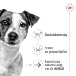 Royal Canin Hondenvoer Mini Ageing 12 X 85 Gr 5 Royal Canin Hondenvoer Mini Ageing 12 X 85 Gr -Beeztees Winkel 9003579008287 2