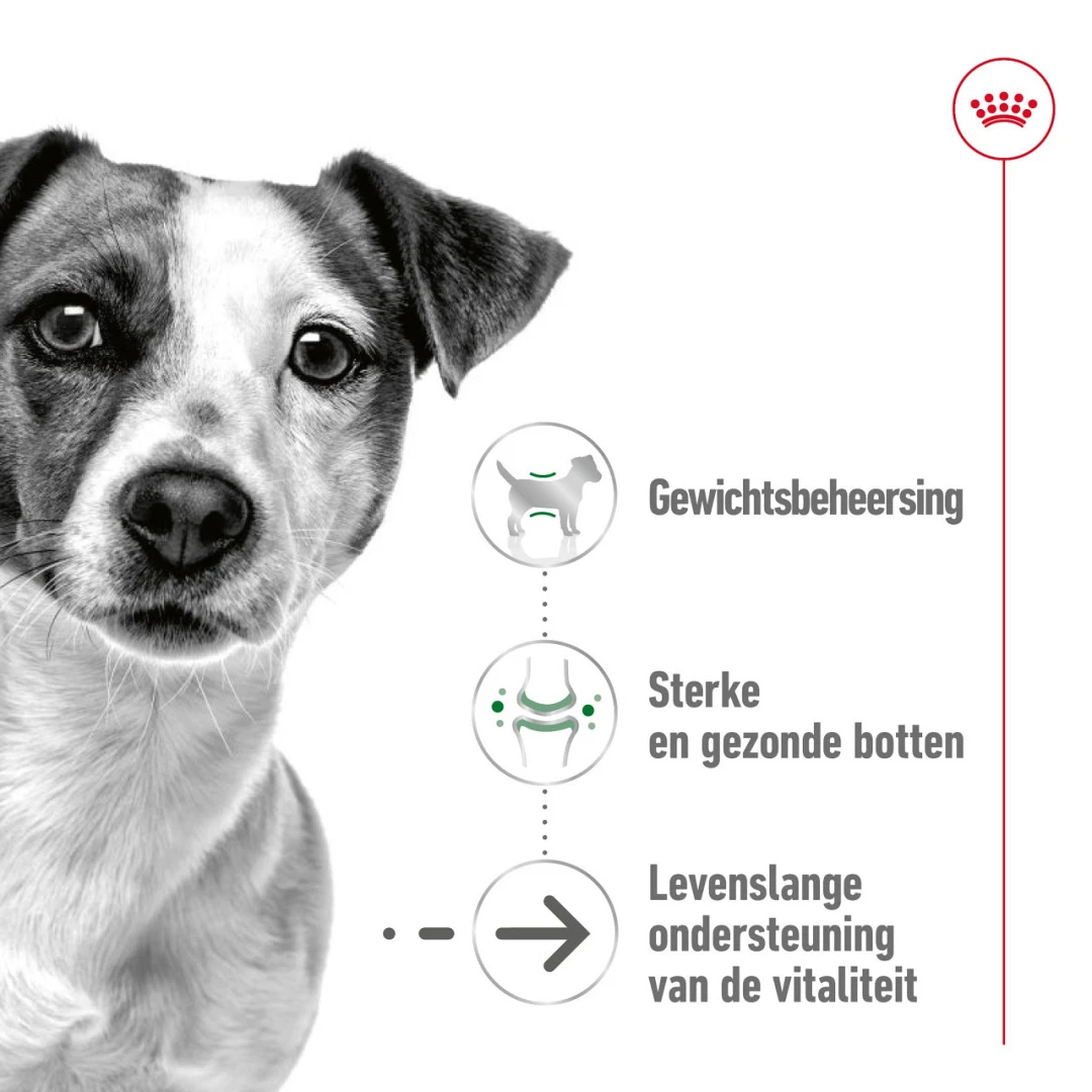 Royal Canin Hondenvoer Mini Ageing 12 X 85 Gr 3 Royal Canin Hondenvoer Mini Ageing 12 X 85 Gr - Afbeelding 3