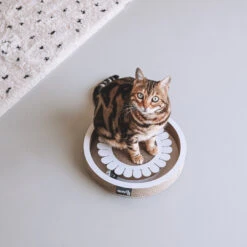 District 70 Kattenspeelgoed Bloom White -Beeztees Winkel BLOOM 2