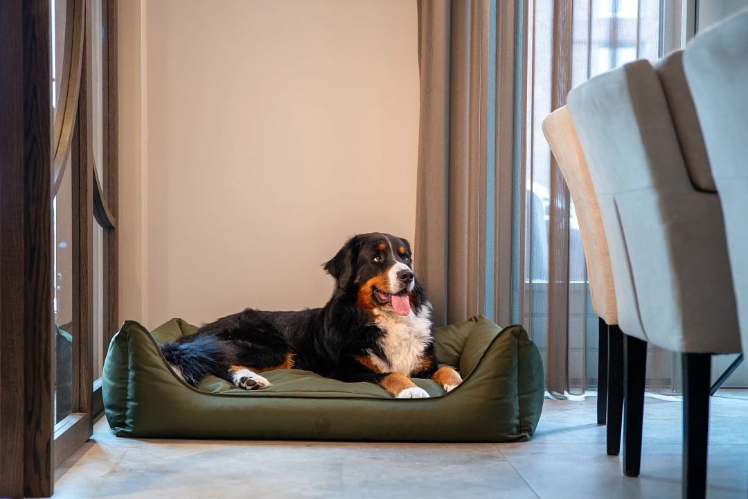 MaxxNobel Hondenmand Bliss Groen 4 MaxxNobel Hondenmand Bliss Groen - Afbeelding 4