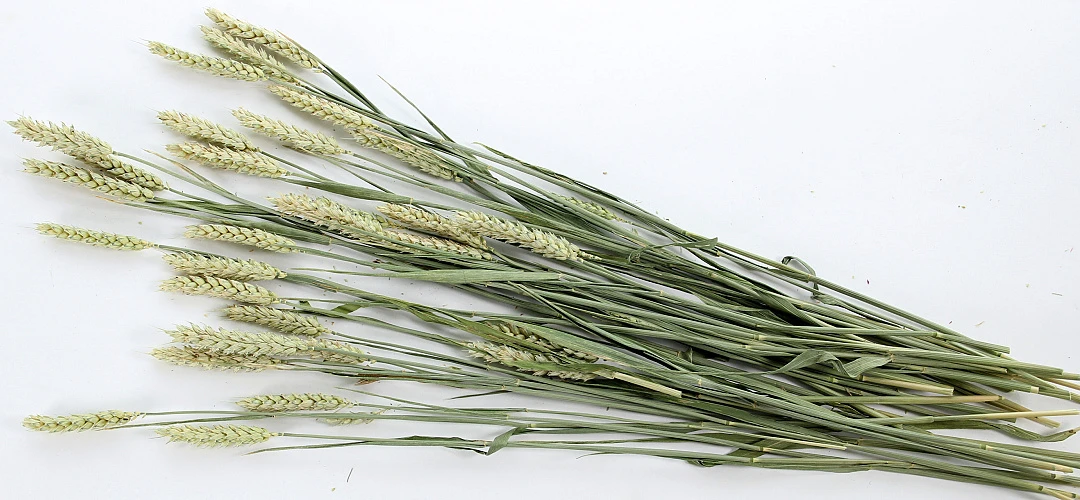 ESVE Pet Bouquet Tarweakker 1 ESVE Pet Bouquet Tarweakker