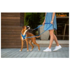 Rogz Hondentuig Utility Stop Pull Blauw -Beeztees Winkel RSPSJ06B 2