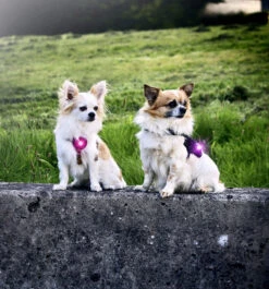 Orbiloc Safety Light Dog Dual Paars -Beeztees Winkel orbiloc dog dual pink purple 1 HR