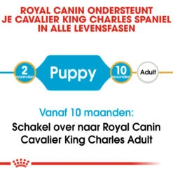 Royal Canin Hondenvoer Cavalier King Charles Puppy 1,5 Kg -Beeztees Winkel royal canin cavalier king charles junior pup hond cavalier king charles hero image 9