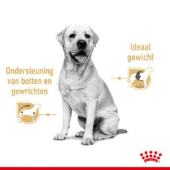 Royal Canin Hondenvoer Labrador Adult 10 X 140 Gr -Beeztees Winkel royal canin labrador retriever adult natvoer volwassen hond labrador vanaf 15 maanden hero usp