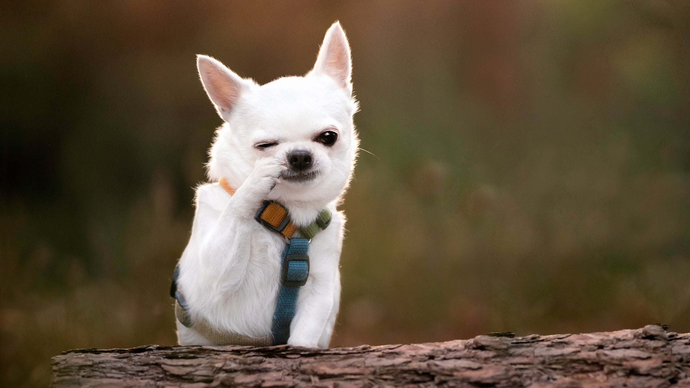 Beeztees Winkel -Beeztees Winkel Funny Dog H